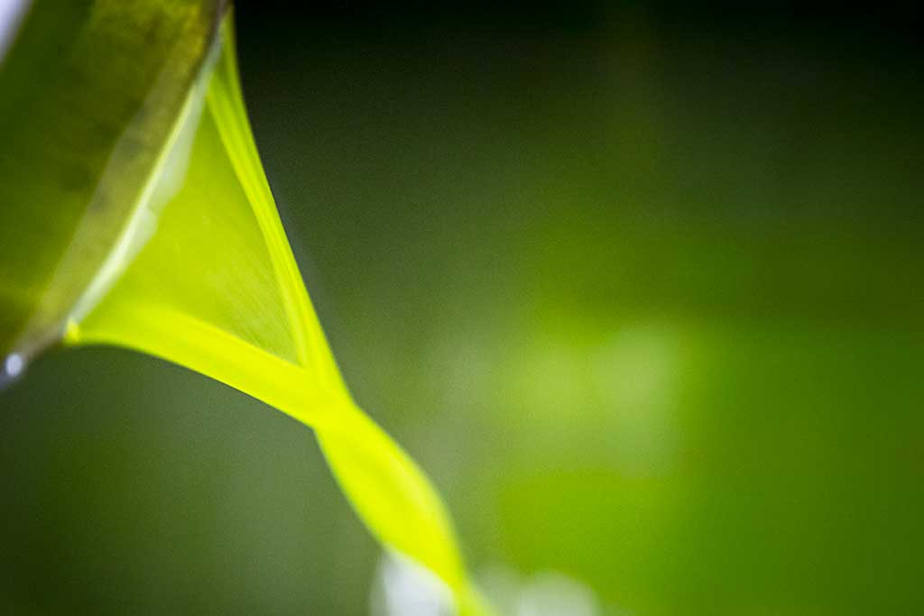 colata-olio-novello-frantoio-bartolomei