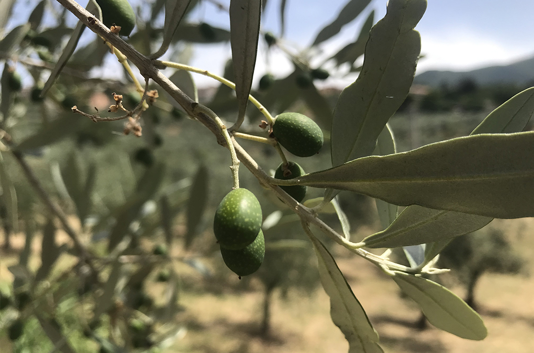 La crescita dei frutti per l'olio di oliva